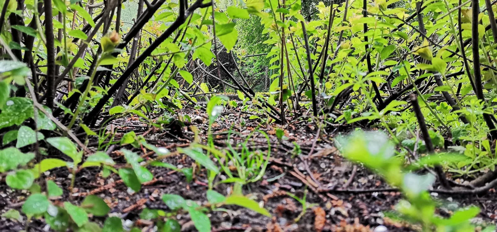 Ayahuasca