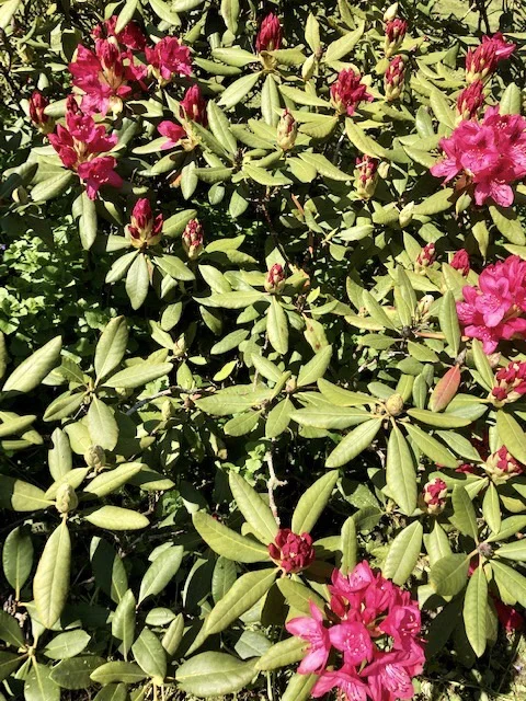 B27A1E7F-9519-4C0A-8E83-58C5B7A02572.jpeg