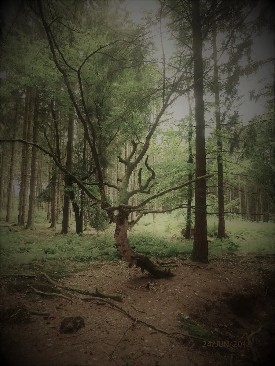 Baum.jpg