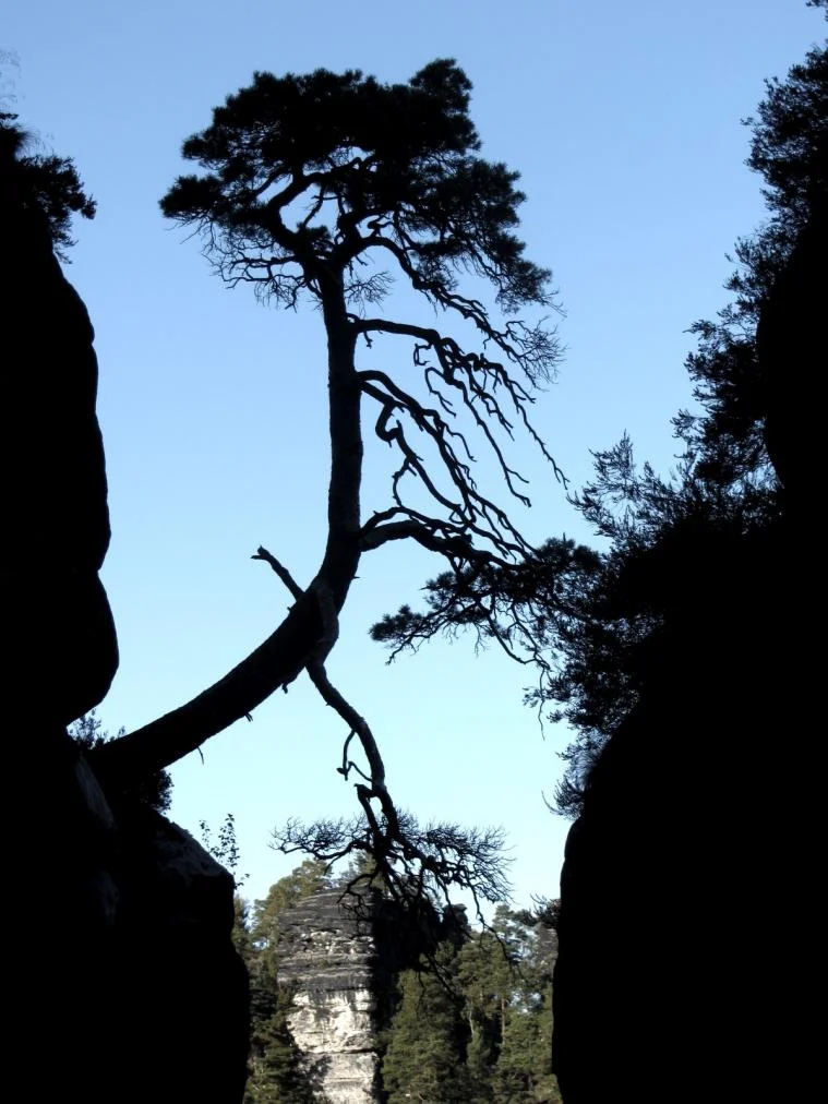 baum rathen.jpg