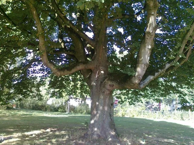 Baum