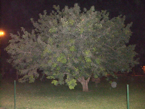 Baum2.jpg