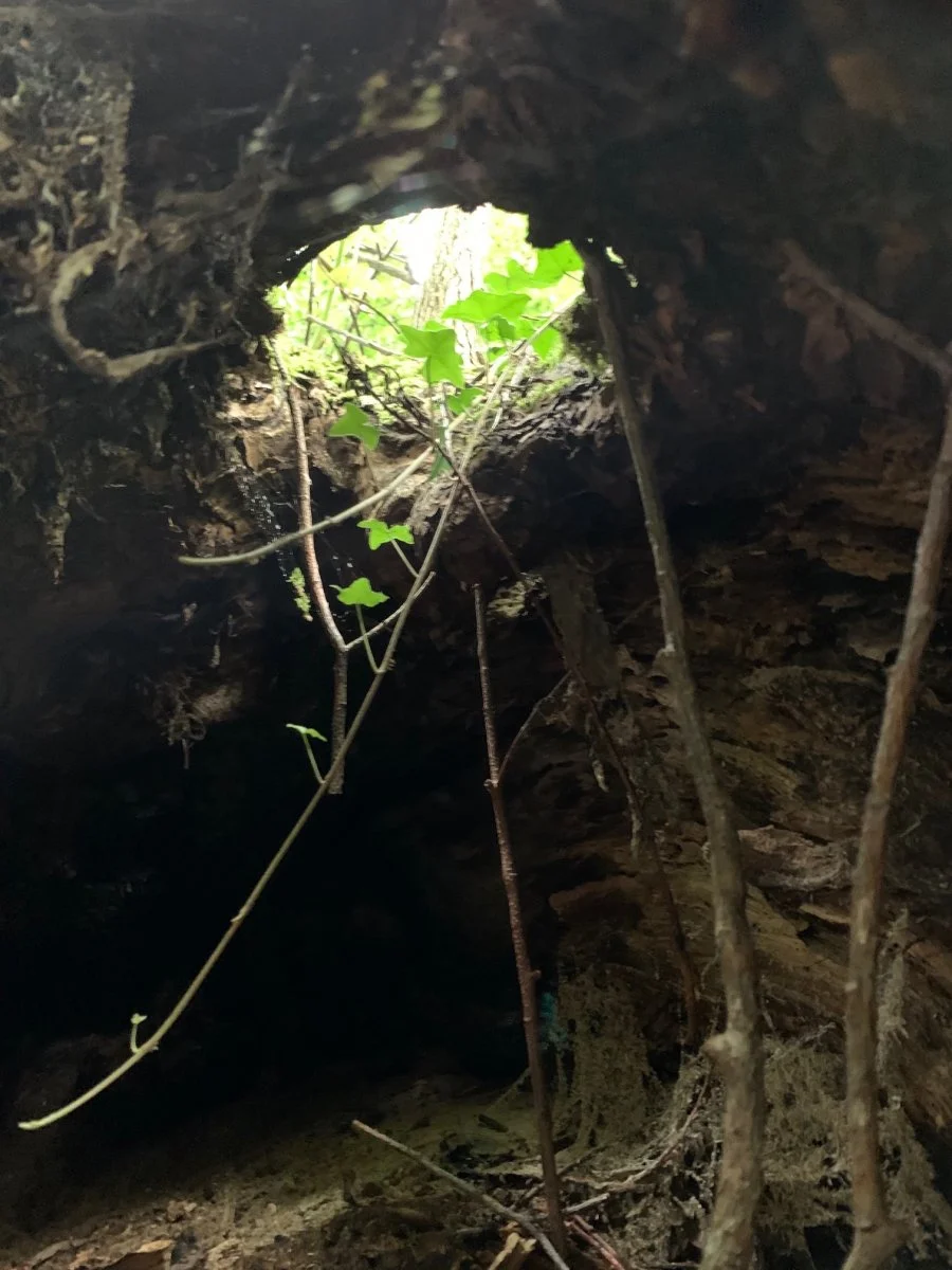 Baumhöhle.jpg