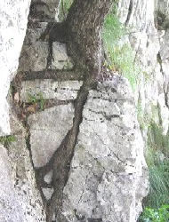 Baumkraft