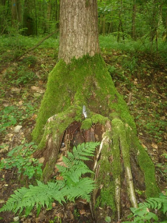 Baumsitz an der Quelle.jpg