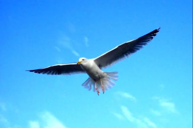 Be free as the birds in the sky