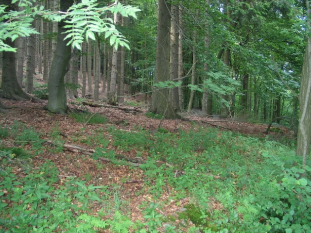 Bergsee Wald Siedlinghausen