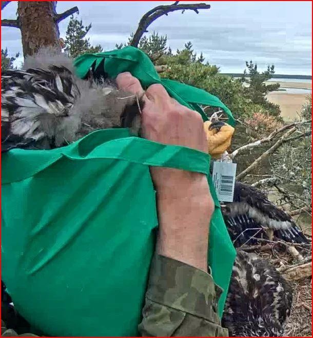 beringung ab zum wiegen.JPG