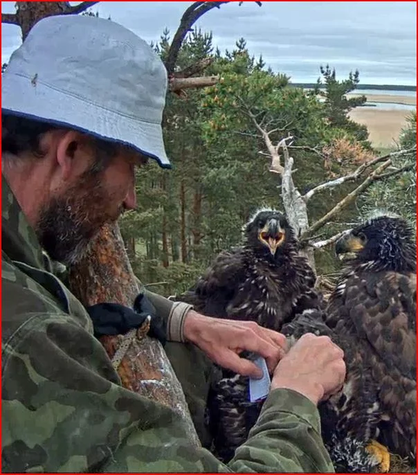 beringung dnaprobe nehmen.JPG