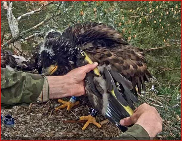 beringung und notiz 3.JPG