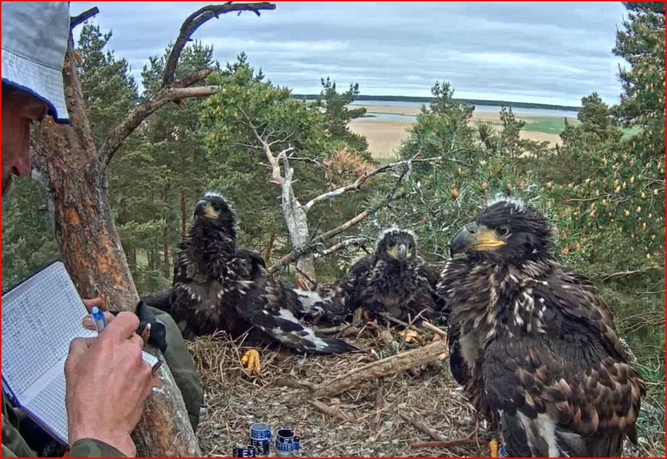 beringung und notiz.JPG