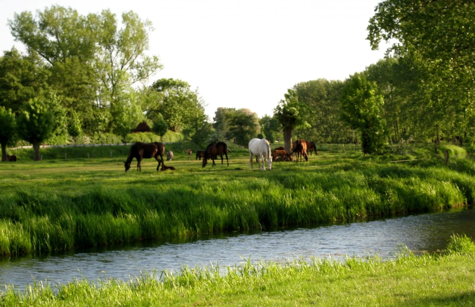 Billwerder Mai 2008 032.jpg