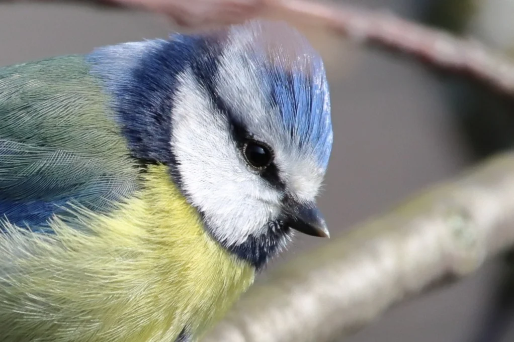 bird-8607167.webp