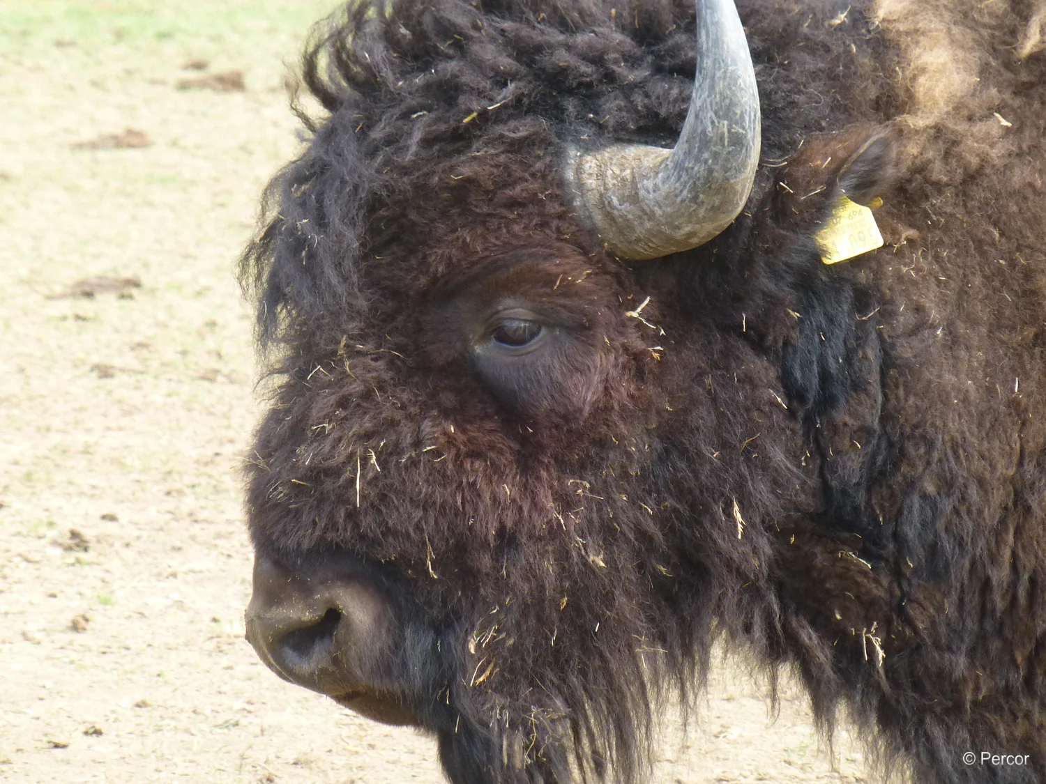 Bison.png