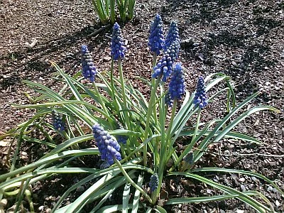 Blue Flower