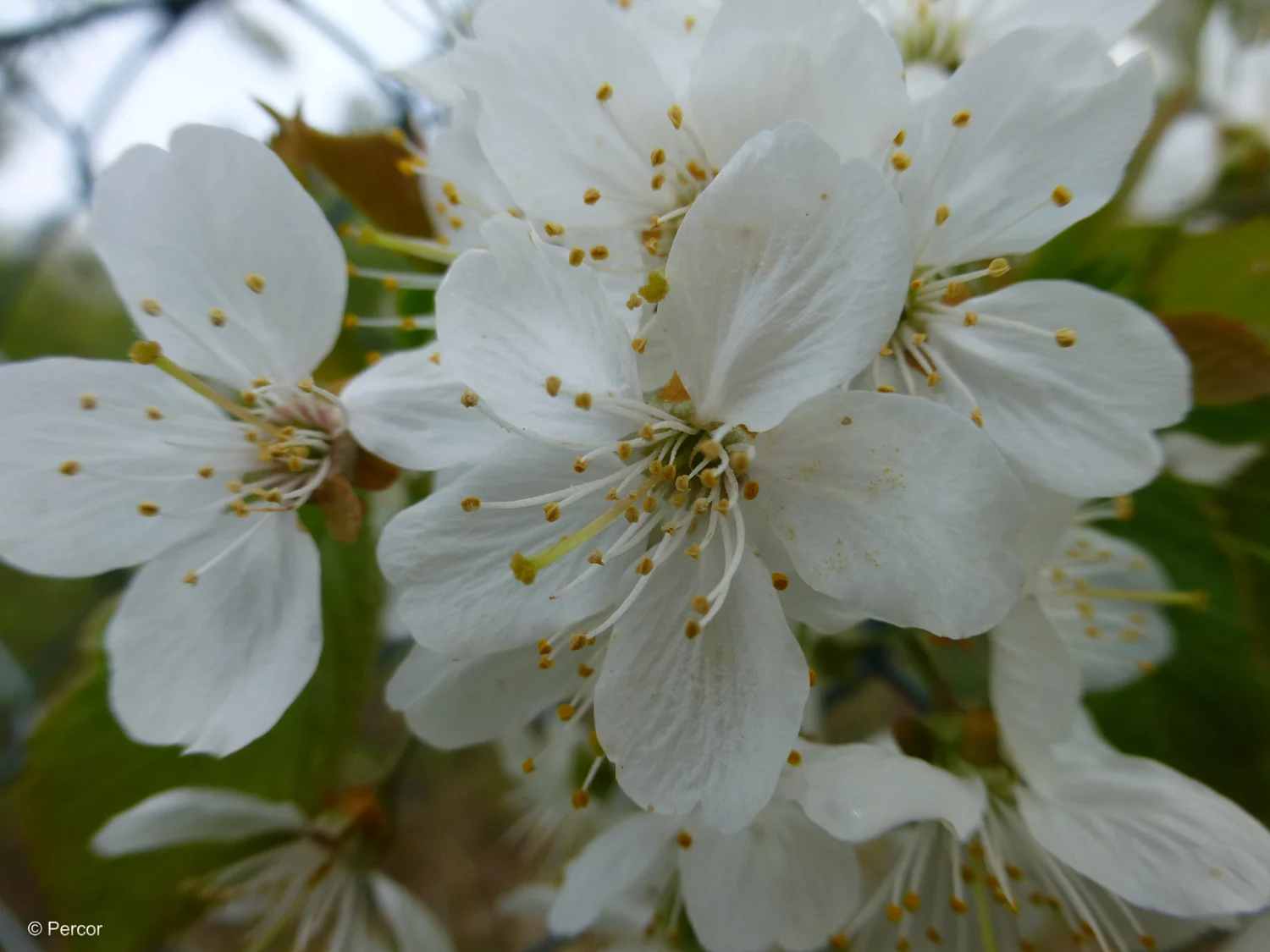 Blüte.png