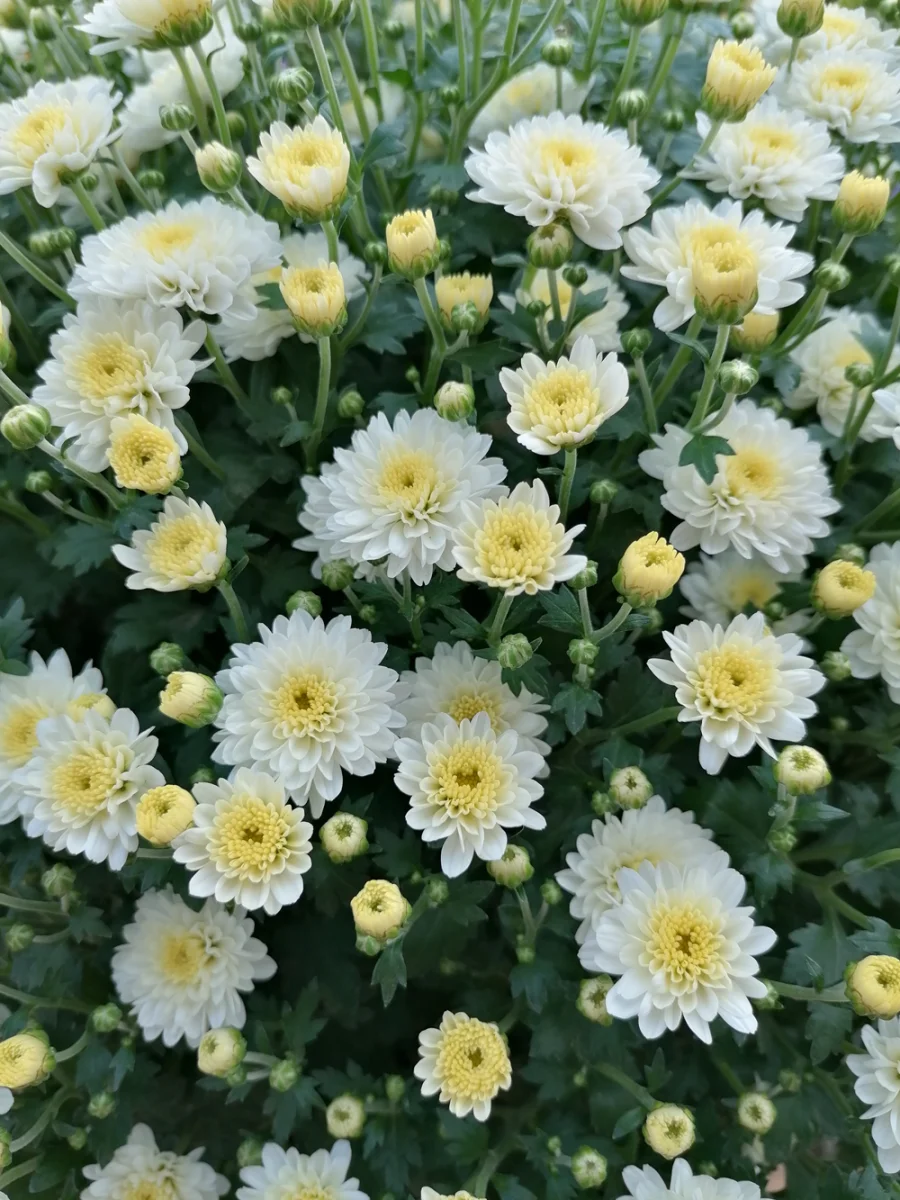 Blume 1.png