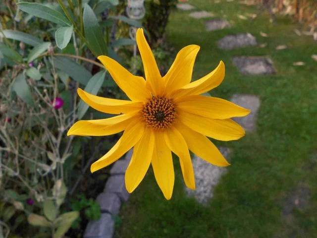 blume im garten.jpg