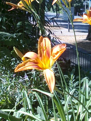 Blume