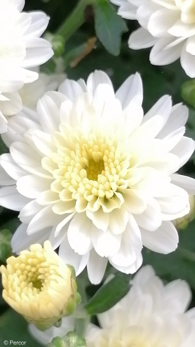 Blume2.png