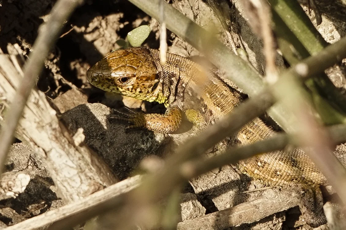 Blumen und Eidechse (2 von 2).jpg