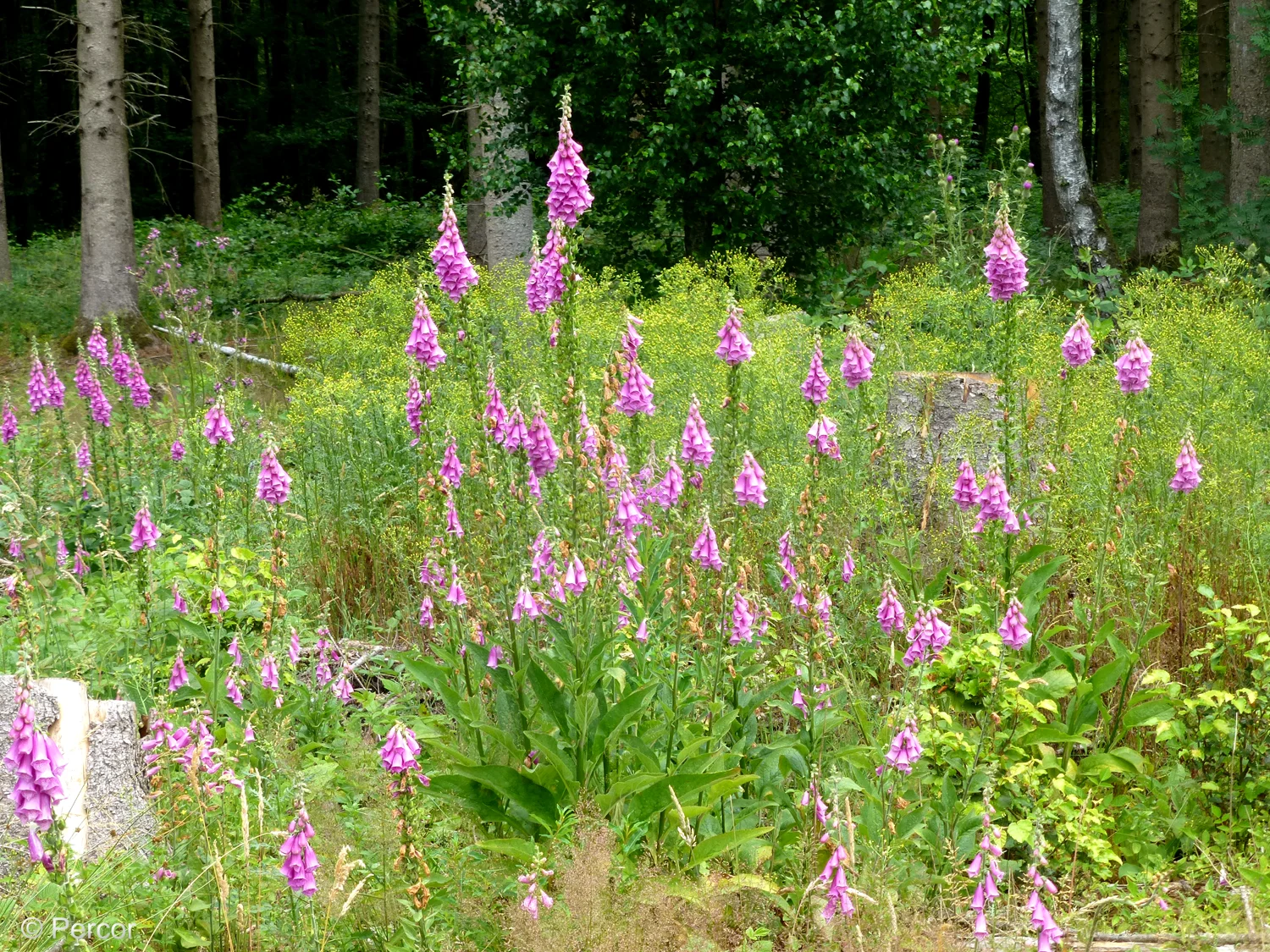 Blumen1.png