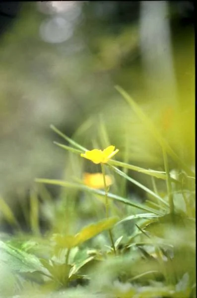 Blumenbilder3