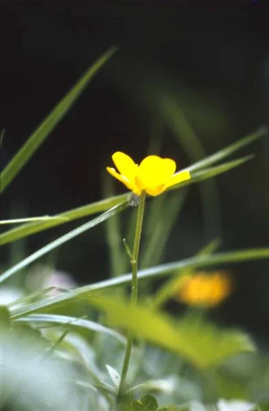 Blumenbilder5