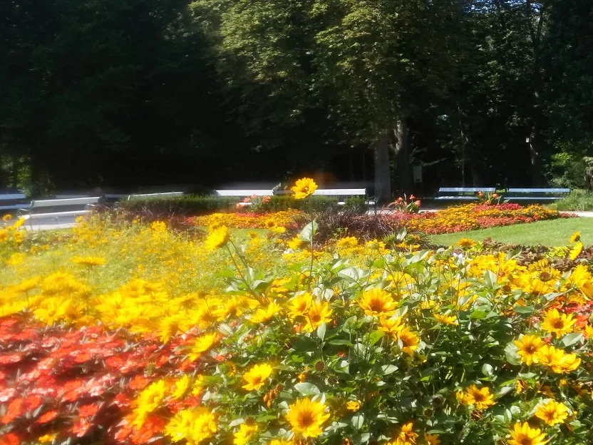 Blumenmeer_4.jpg