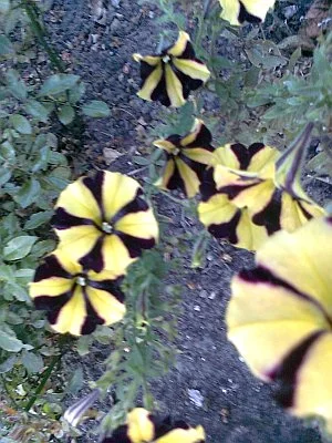 Borussia Blumen.jpg
