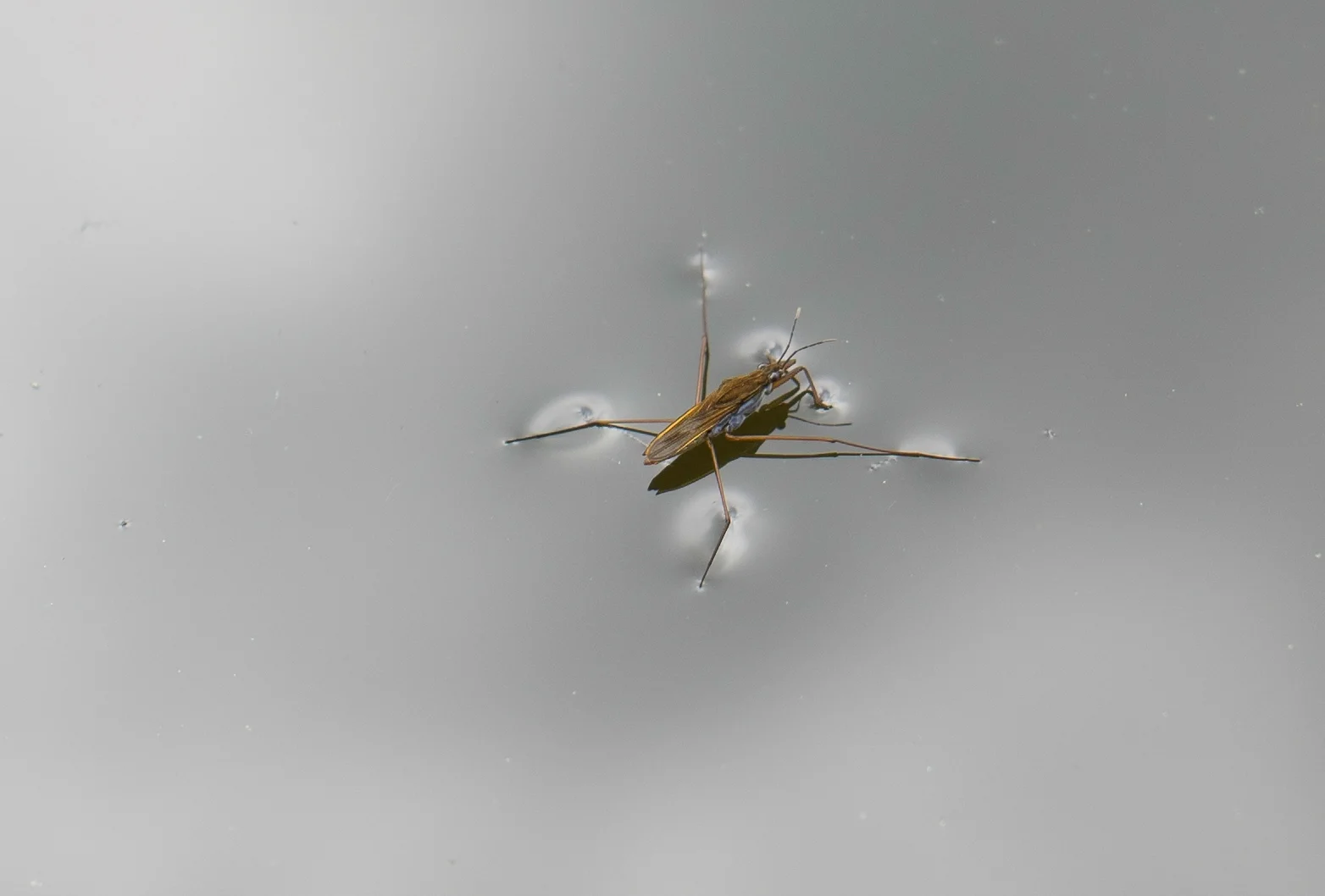 Botanischer Garten April 2015 (2 von 12).jpg