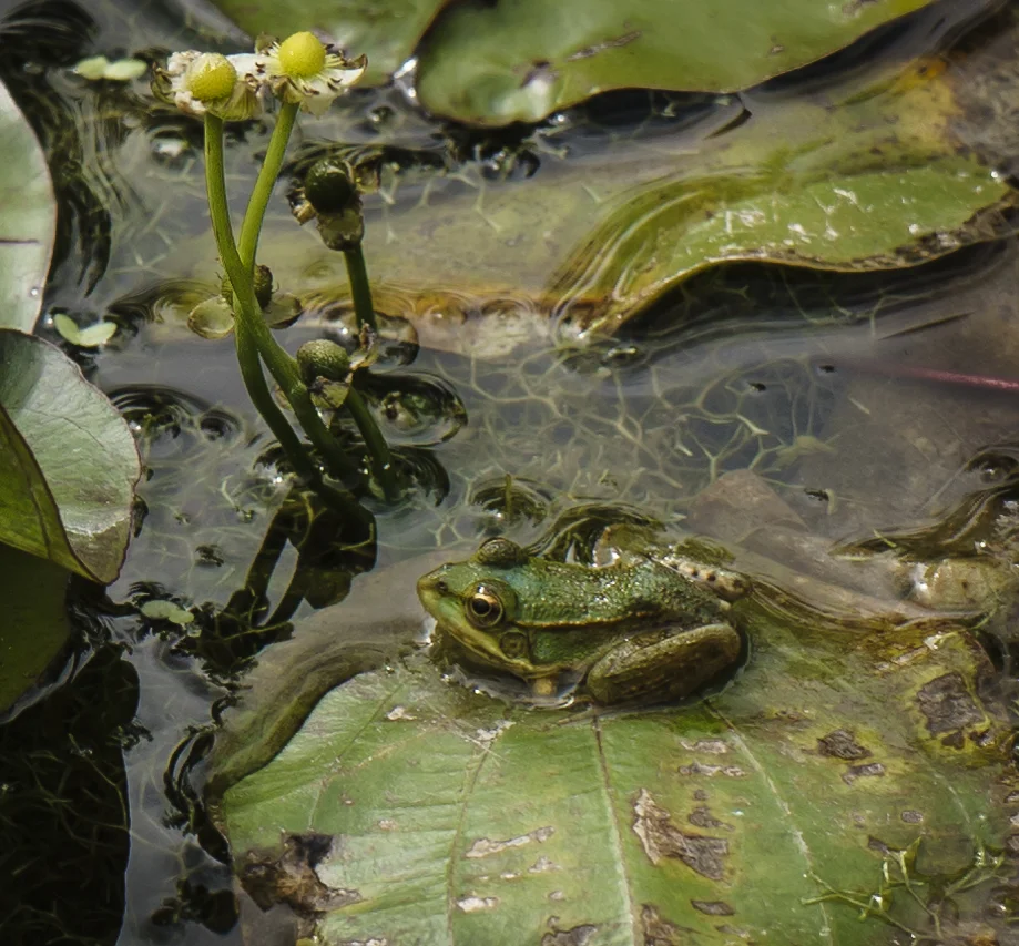 Botanischer Garten April 2015 (4 von 12).jpg