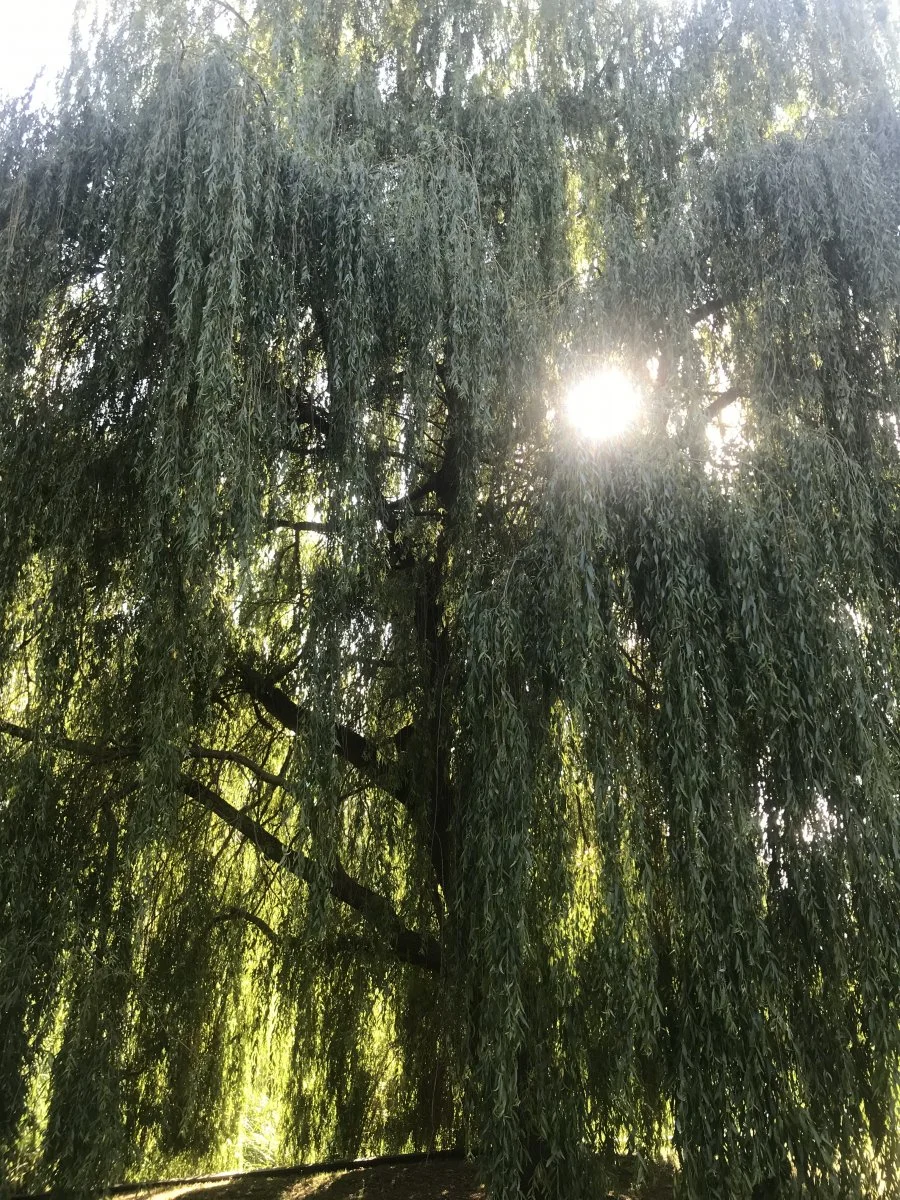 C2030E41-2ACD-4E4F-81F3-605E834ECF9C.jpeg