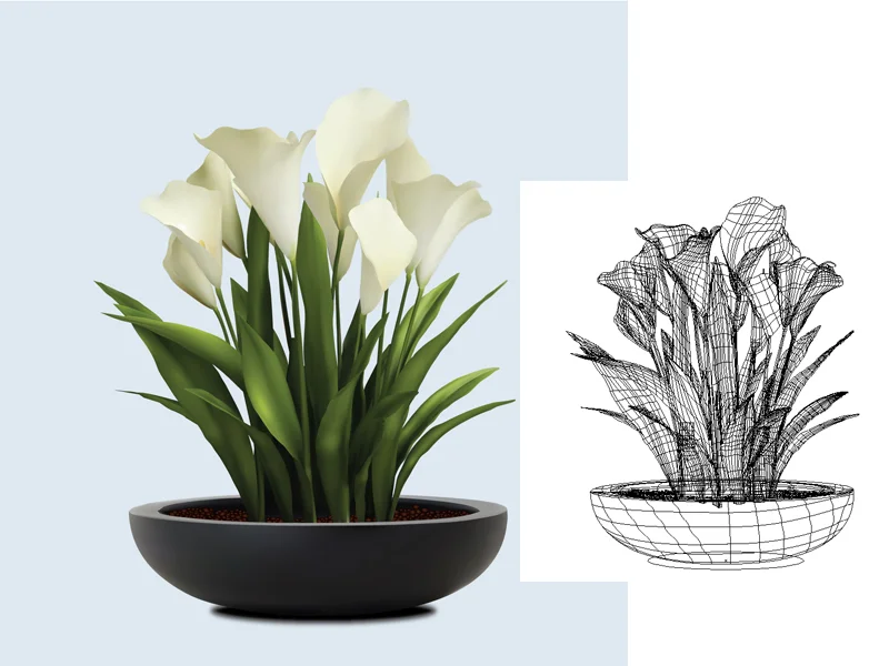 calla1.jpg