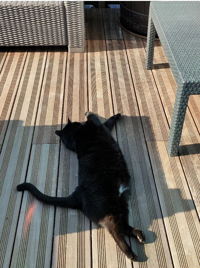 Chicho lazy.JPG