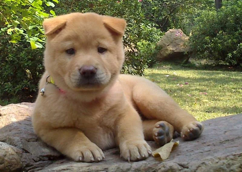 Chinesischer Bergpuma