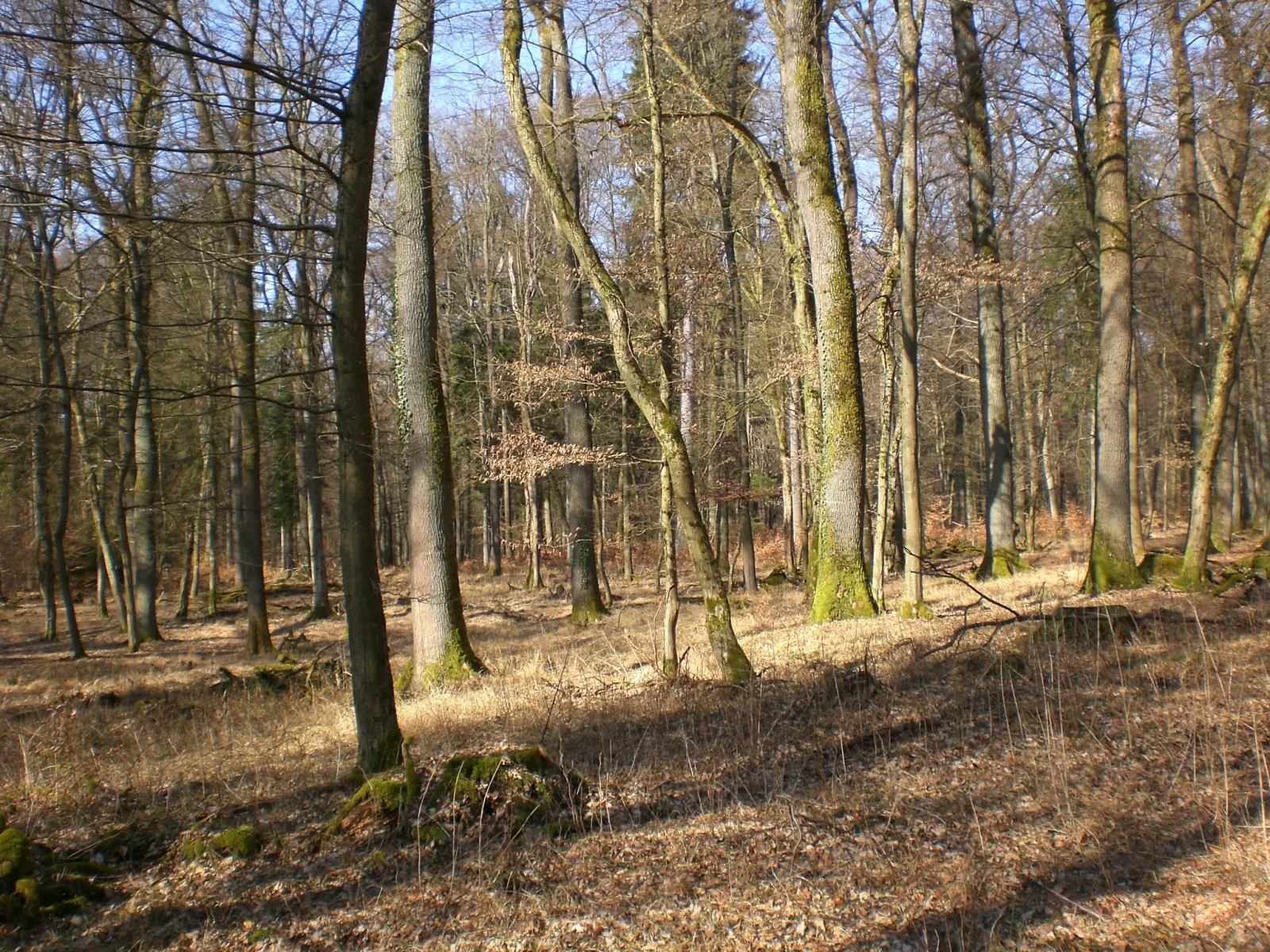 CIMG5746.JPG