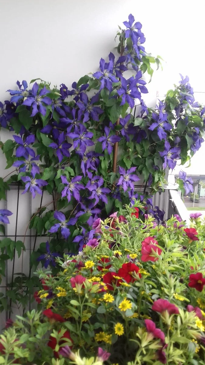 clematis.jpg