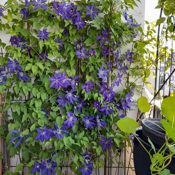 clematis4.jpg