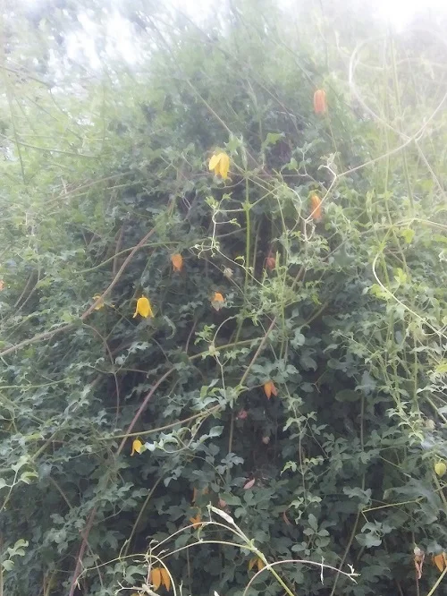 Clematis_gelb_1.jpg