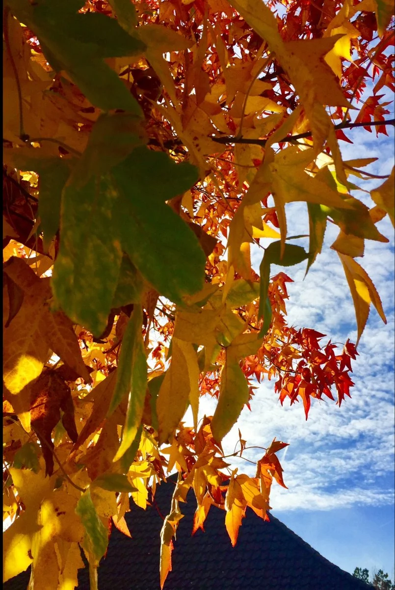 D3774735-4857-499C-A229-4493DA82A370.jpeg