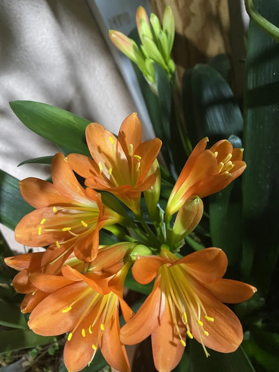 D9AE3B1D-B0A7-4547-B109-666D9D3DDB52.jpeg