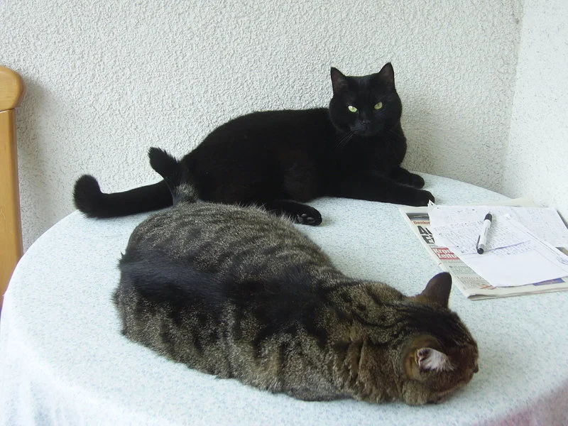 Daisy und Lucy_3.JPG