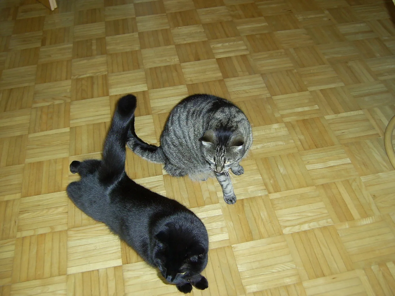 Daisy und Lucy_4.JPG