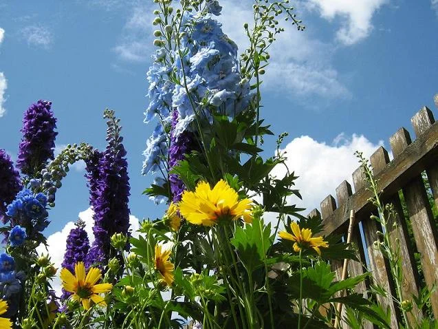 Delphinium