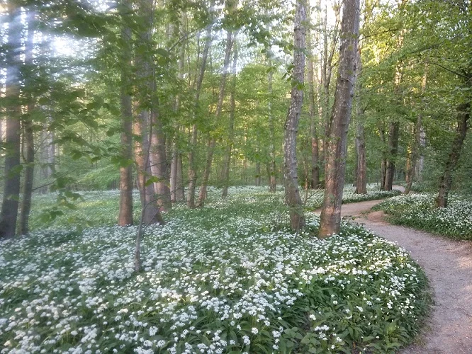 Der Weg in den Märchenwald_2.jpg