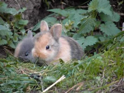 Die Hasenkinder.