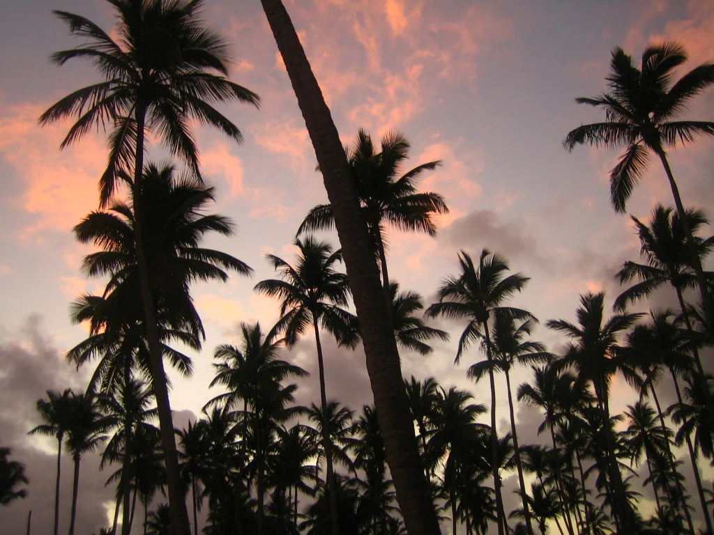 Domrep_0111 023.jpg