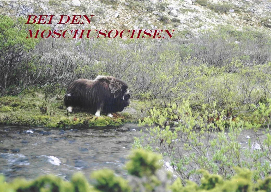 dovrefjell.jpg