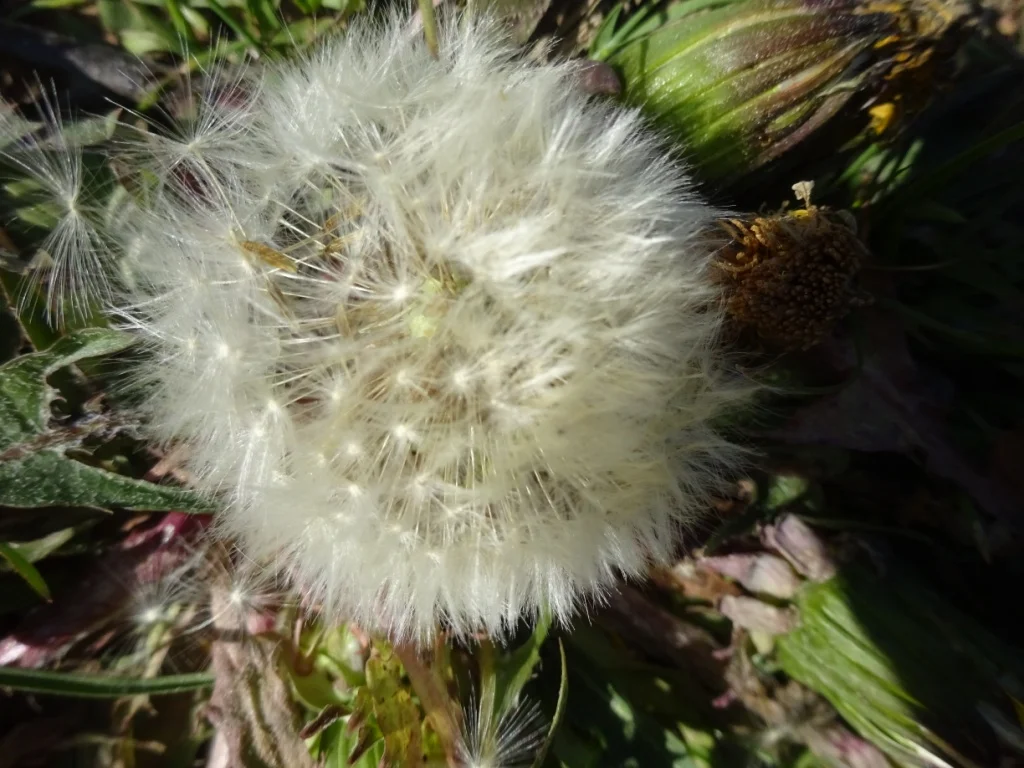 DSC07262.JPG